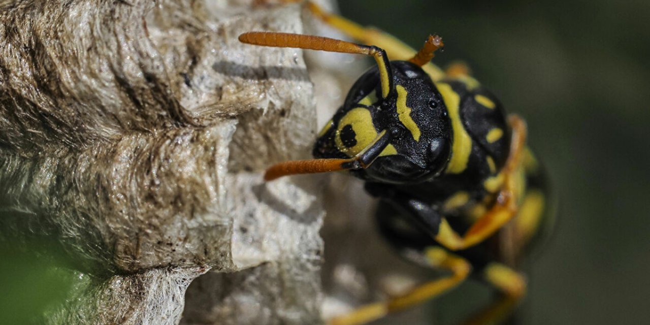 ABD'de bu kez de 'Katil arı' paniği yaşanıyor