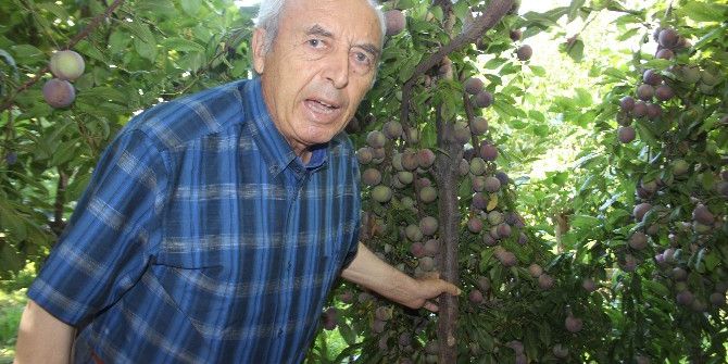 Bu Bahçe, Yöre Çiftçisine Örnek Oluyor