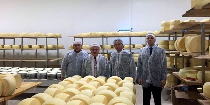 170 Kişiyle Üretim Yapan Peynir Fabrikasında İncelemeler