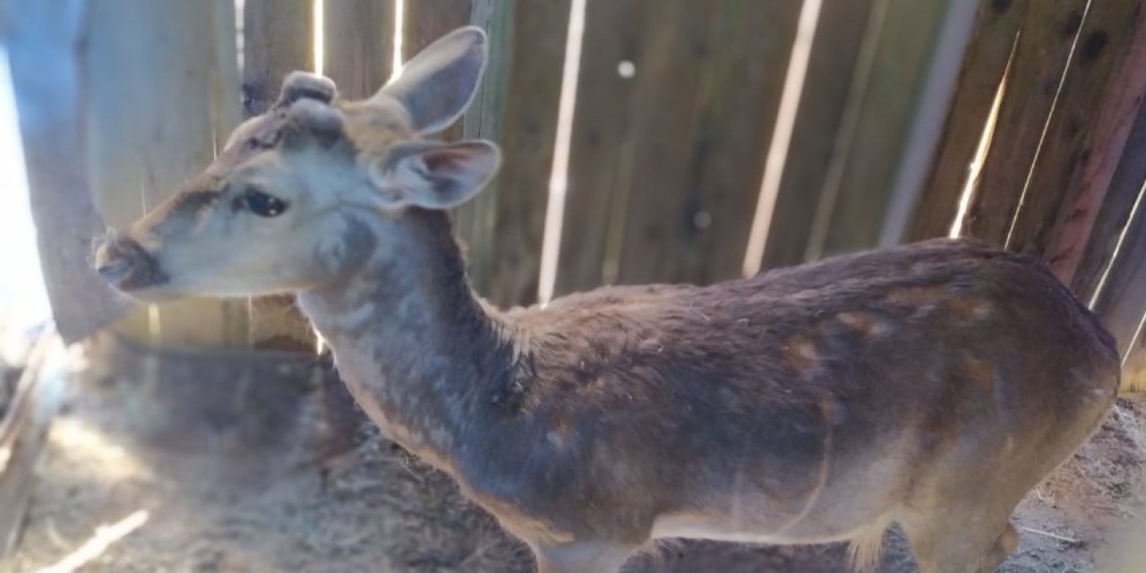 Alageyiklerin Yaşam Alanı Artıyor