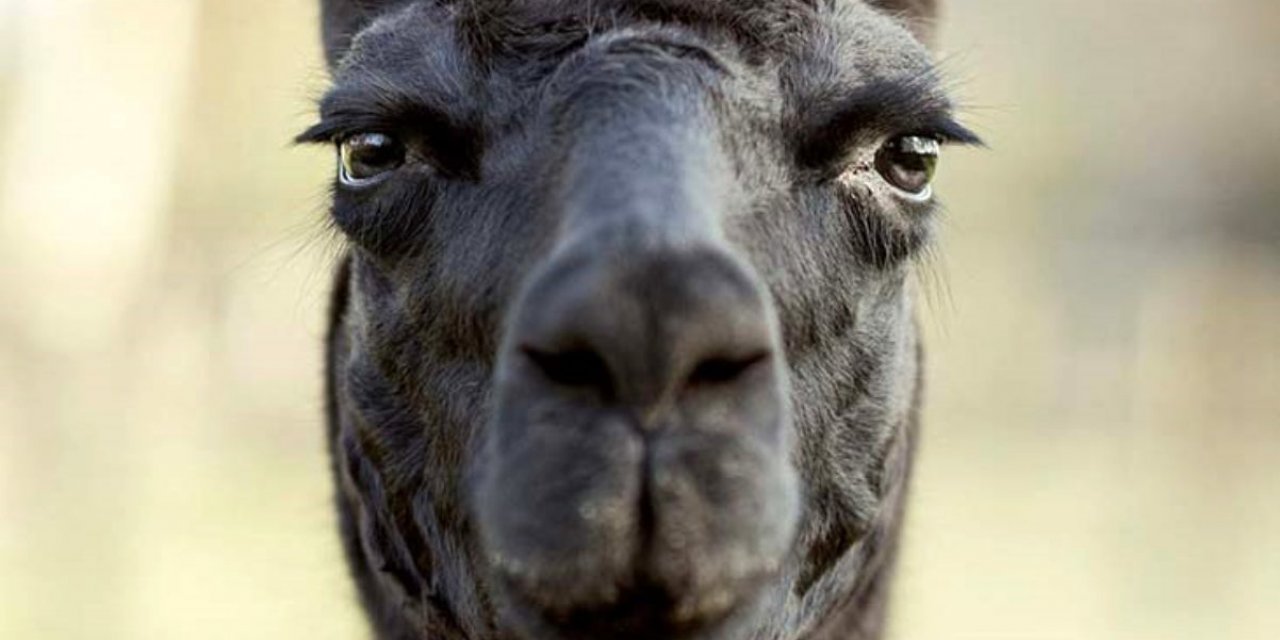 Nanokor nedir, Nanokorları hangi hayvanlar üretiyor? Nanokorlar koronavirüs tedavisinde kullanılabilir mi?