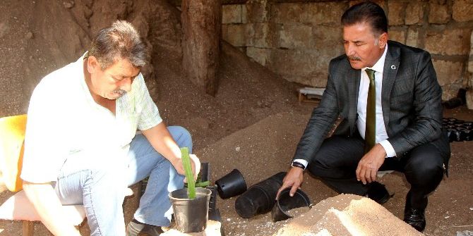 Toroslar’da Ejder Meyvesi Yetiştiriliyor