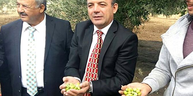 Burhaniye’de Zeytin Hasadını Protokol Başlattı