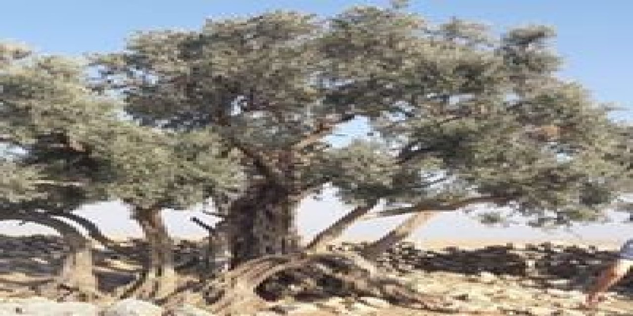 Eyyübiye Altınbaşak Köyü