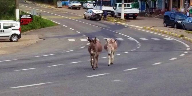 Başıboş Eşekler Kazaya Davetiye Çıkarıyor