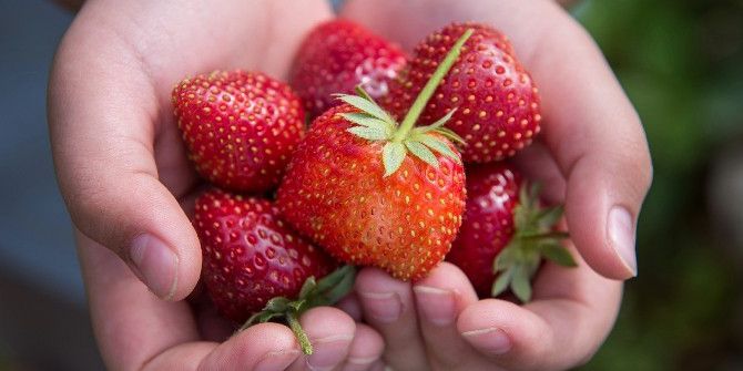 Kadınlar Çilek Üretecek