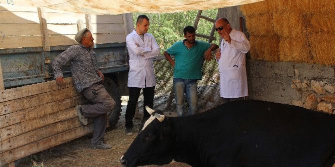 Pamukkale Belediyesi "Hayvan Sağlığı" Ekipleri Çalışmalarına Devam Ediyor