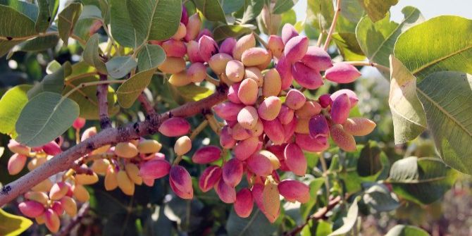 Antep Fıstığında Sevindiren Tebliğ
