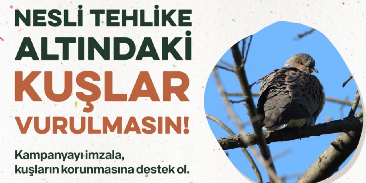 Tehlike Altındaki Kuşlar İçin Doğa Severlerden Kampanya