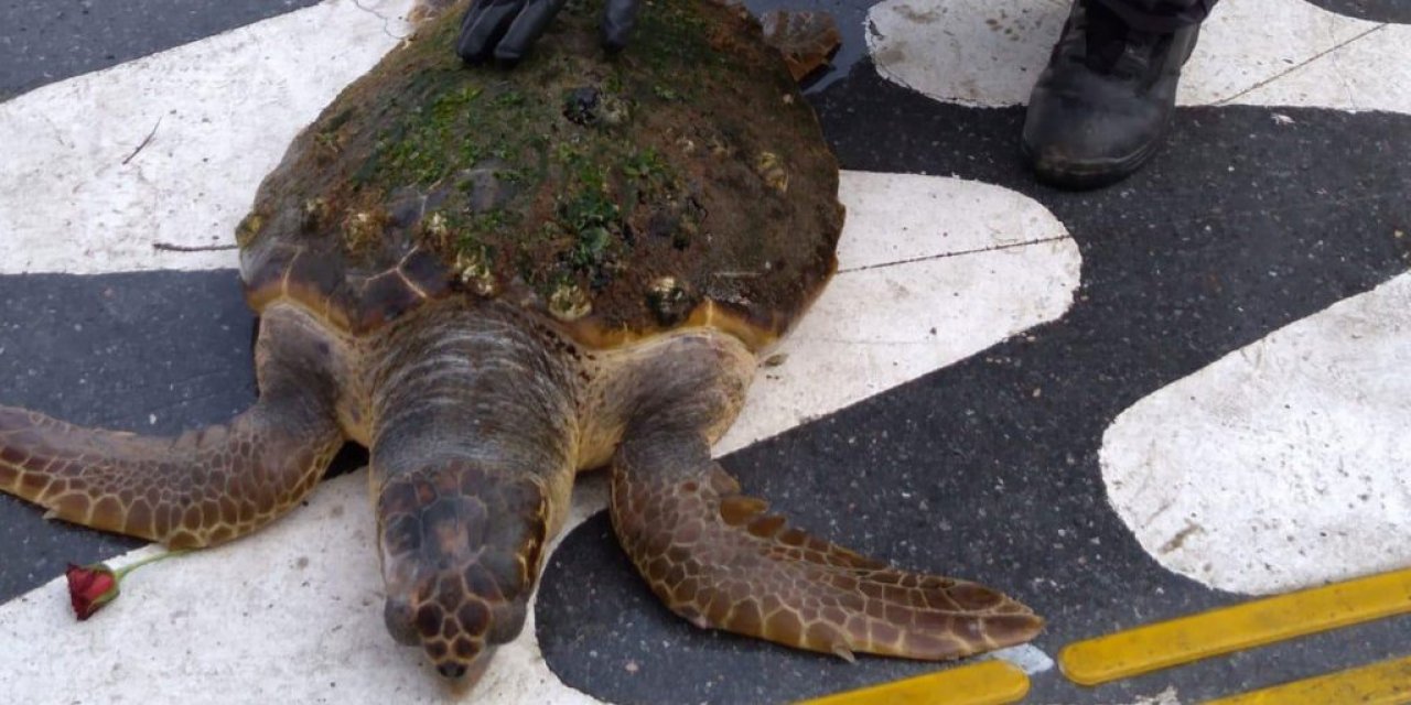 İzmir Körfezi’nde Kıyıya Caretta Caretta Vurdu