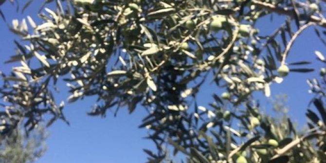 Mut’ta Zeytin Hasadı Buruk Başladı