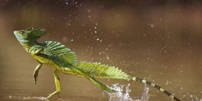 Su Üstünde Yürüyen ‘’Yeşil Basiliski’’ Adrenalin Dünyasında