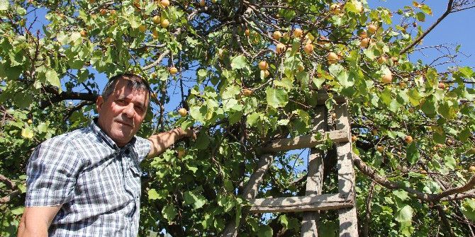 Eylül Ayında Meyve Veren Kayısı Ağacı Şaşırtıyor