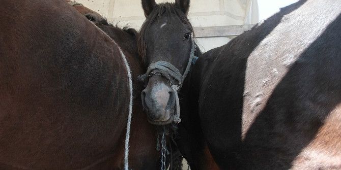 Polisin Durdurduğu Tır’ın Kasasından 35 At Çıktı