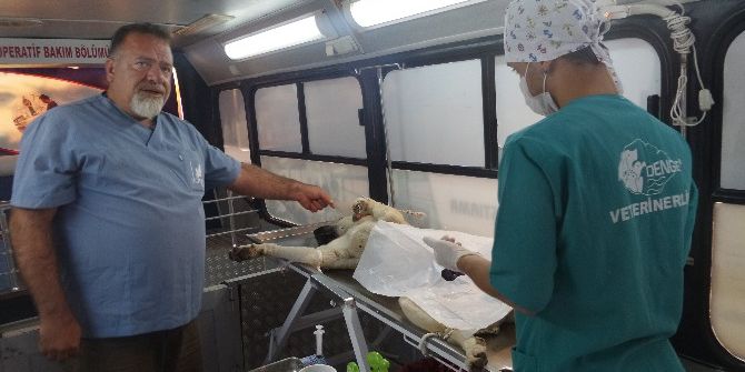 Tosya’da Sokak Köpekleri Kısırlaştırma Operasyonu