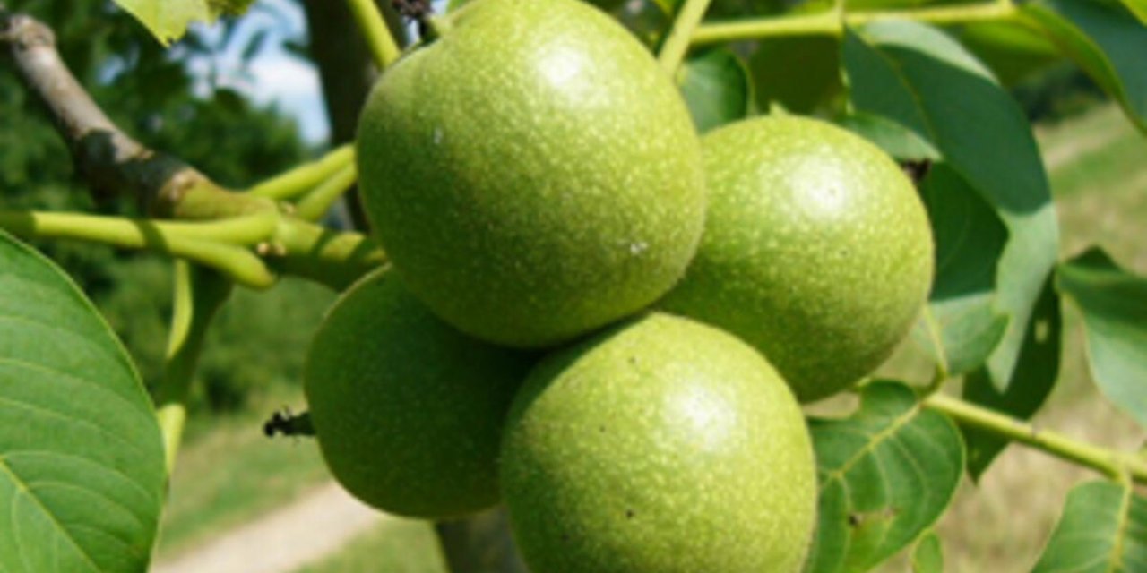 Ceviz lekesi nasıl çıkar? Ceviz karasını ne çıkarır?