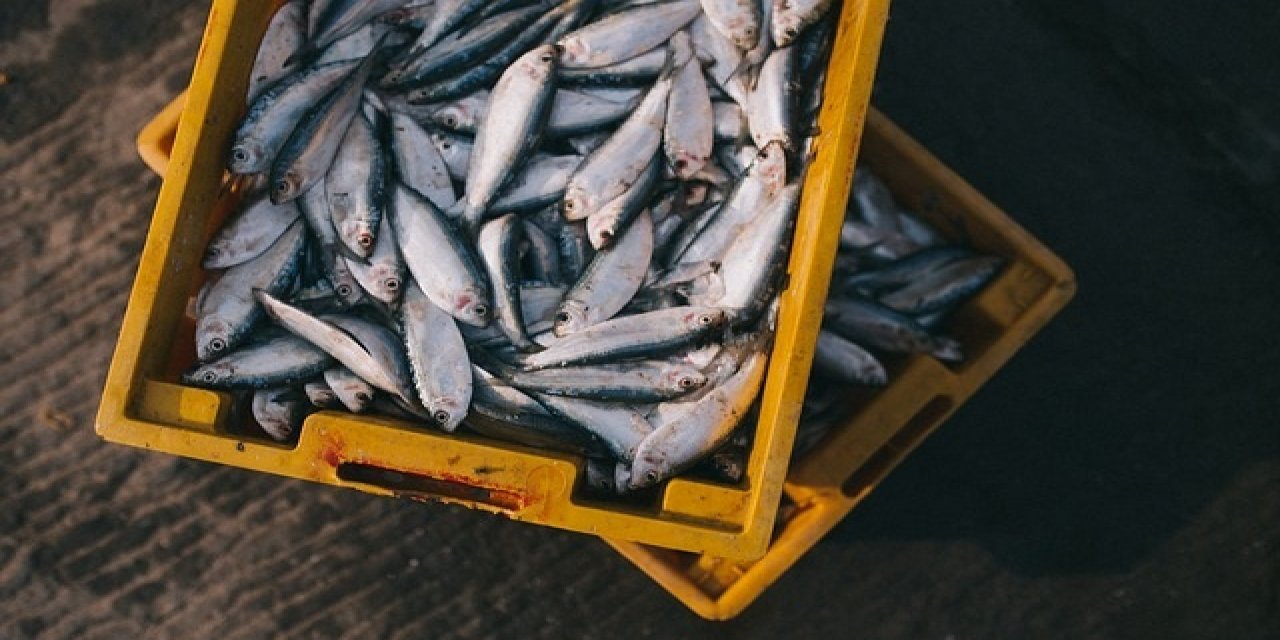 Su Ürünleri Av Sezonu Açılıyor
