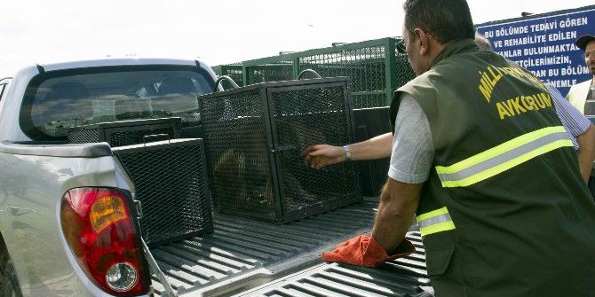 Tedavileri Tamamlanan Kurtlar Yeniden Doğaya Bırakıldı