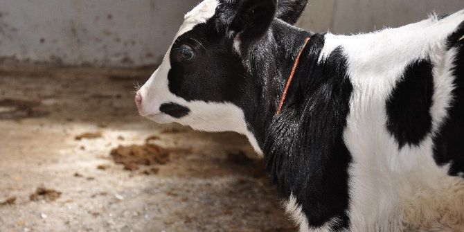 Buzağı Destekleme Başvuruları Devam Ediyor
