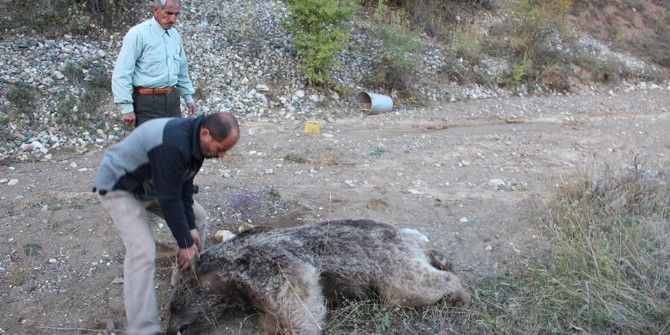 Boz Ayı Derede Ölü Bulundu