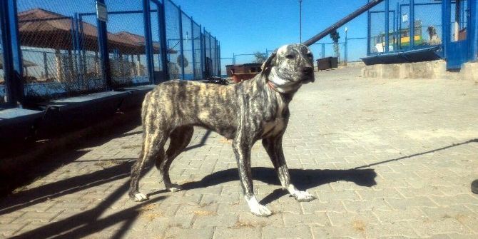 Pitbull Ve Dogo Cins Köpek Yetiştirene 16 Bin Tl Ceza Kesildi