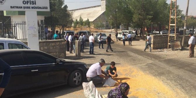 Kamyonlardan Dökülen Mısır Tanelerini Topluyorlar