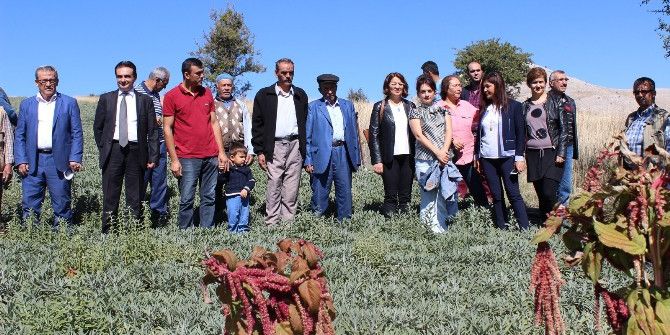 Korkuteli’nde İlk Tıbbi Adaçayı Hasadı Yapıldı