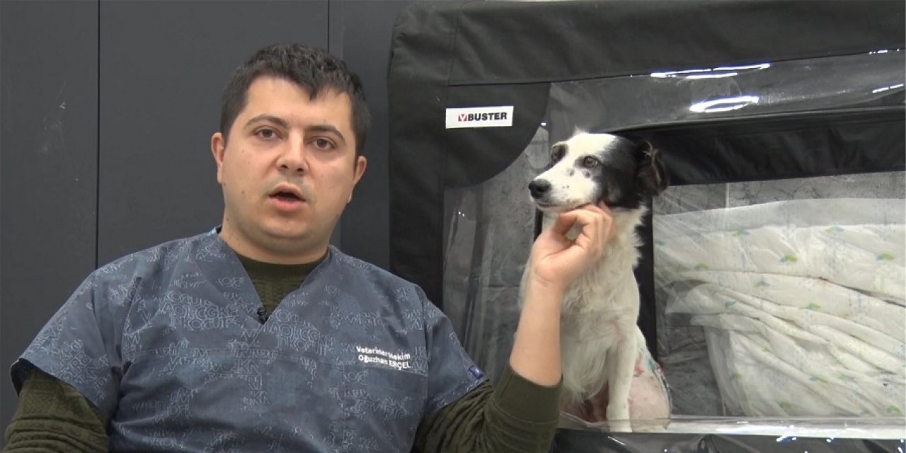Ezilen Köpek Yeniden Hayata Döndü