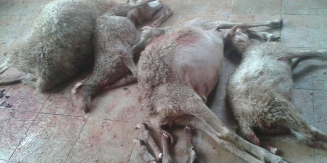 Otomobil Çarpan 13 Küçükbaş Hayvan Telef Oldu