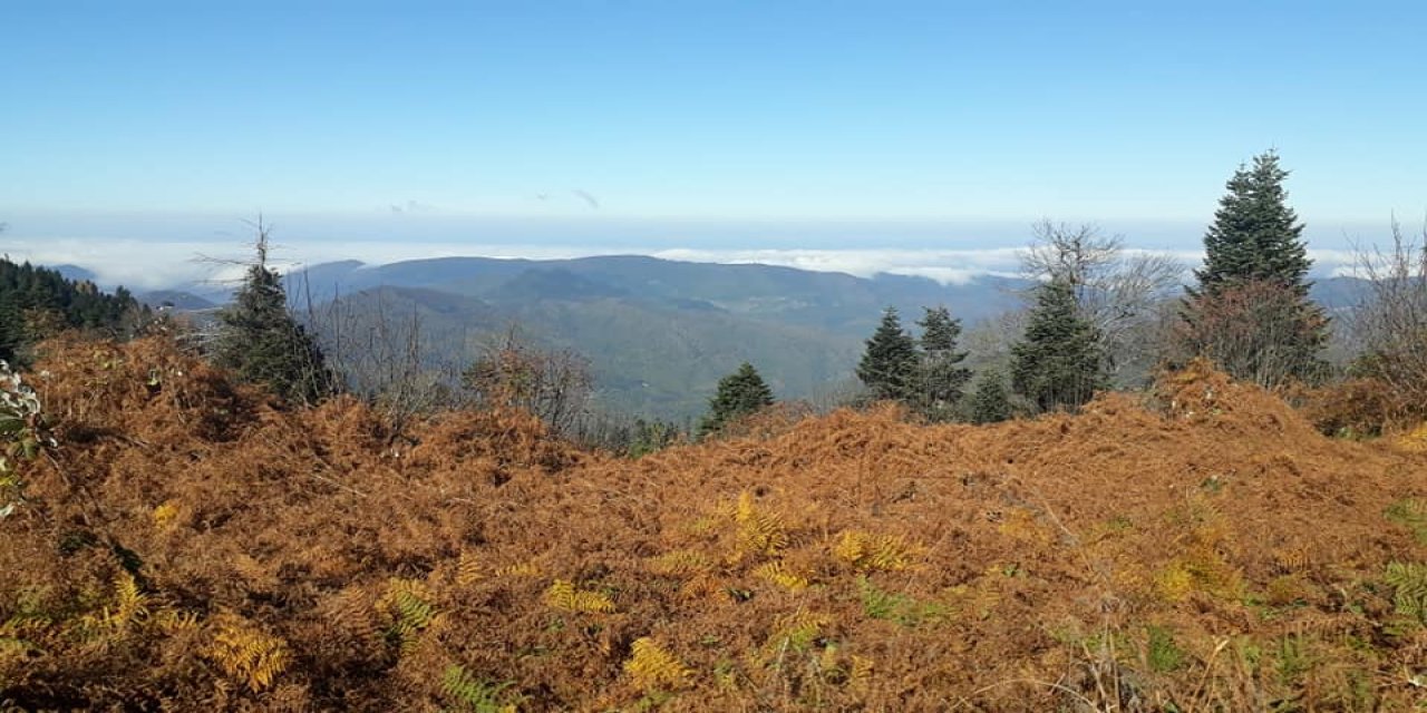 Ayancık Davutlu Köyü