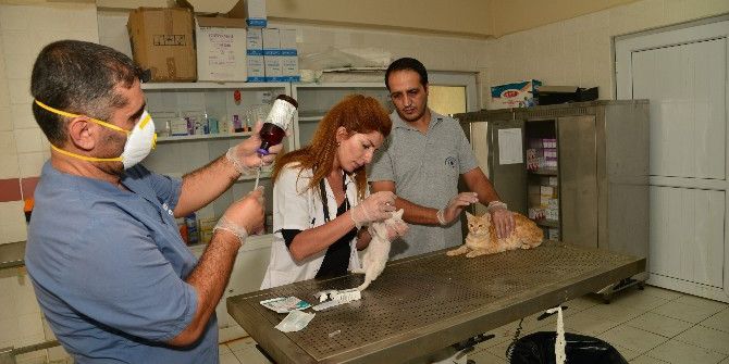 Hayvan Bakımevi Merkezi’nde 921 Hayvan Ameliyat Edildi