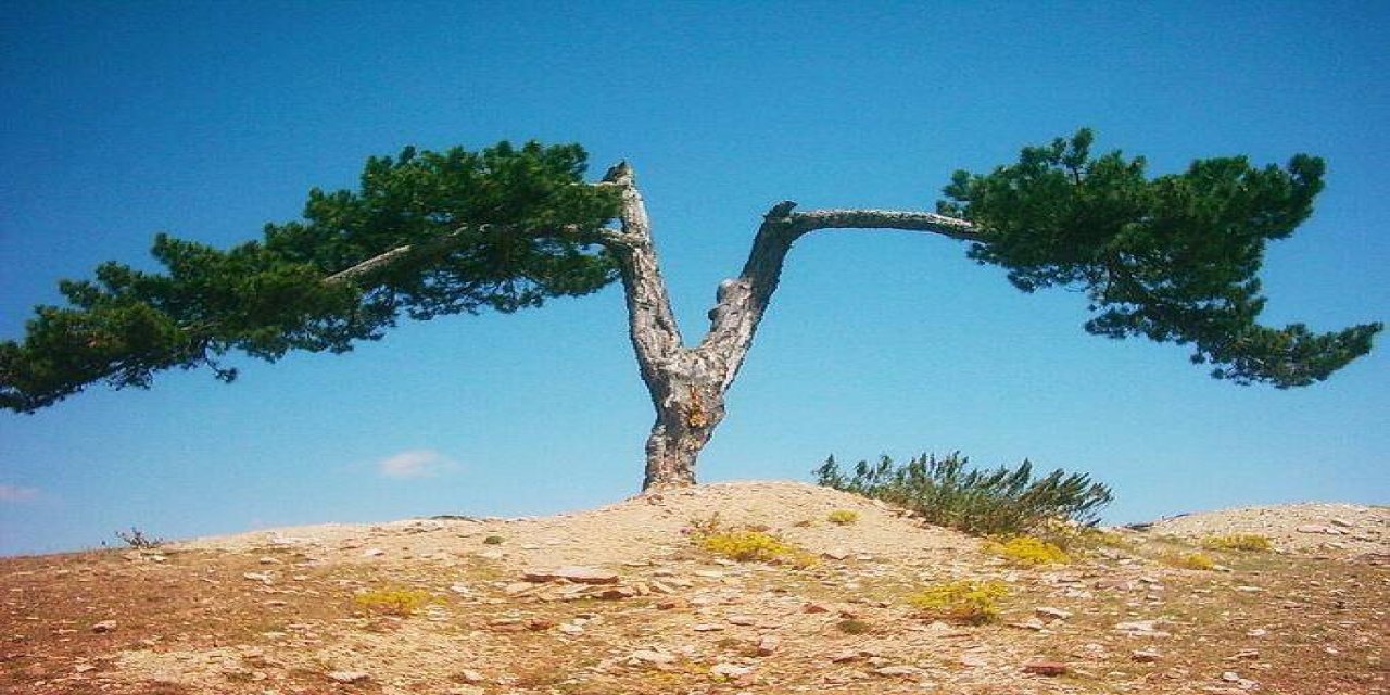 Sinop Çeşnigir Köyü