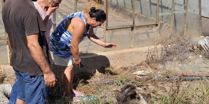Kaldırılmayan Hayvan Leşlerine Mahalleli Tepkisi