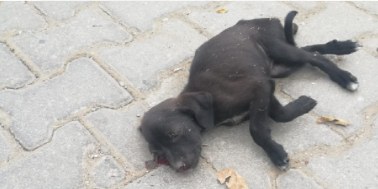Bahçesindeki Toprağı Bozduğu Gerekçesiyle Yavru Köpeğe Vurmuş!