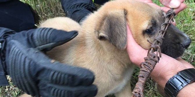 Tellere Sıkışan Yavru Köpek İtfaiye Tarafından Kurtarıldı