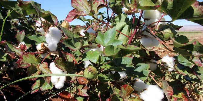 Kalem Tutan Eller, Beyaz Altın Topluyor