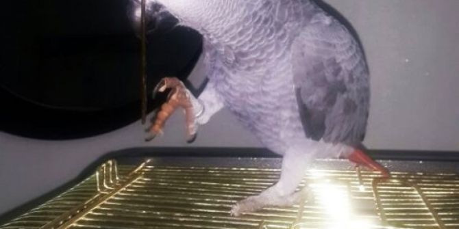 Papağanı Bulana 500 Lira Ödül