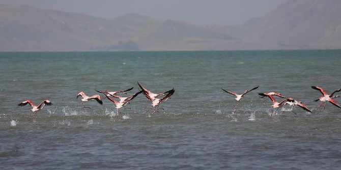 Flamingolar Van’ı Sevdi
