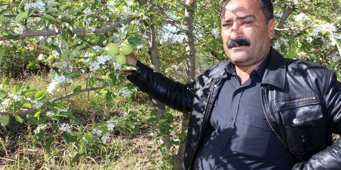 Elma Ağaçları Hem Çiçek Açtı Hem Meyve Verdi