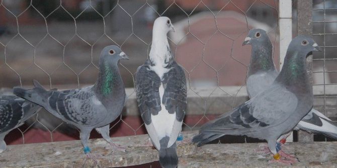 Teknoloji Evrildi, Posta Güvercinleri Unutuldu