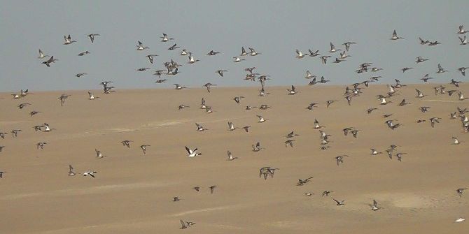 Düden Gölü’ne Yaban Kazları Gelmeye Başladı