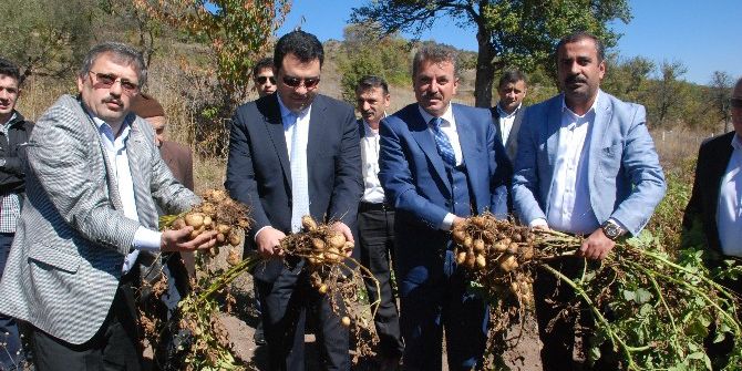 Türkiye’nin İlk ’Beyaz Patates’ Hasadı Yapıldı