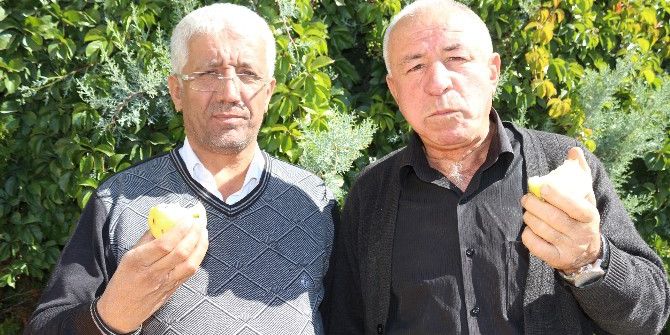 Niğde’de Elma Hasadı Başladı