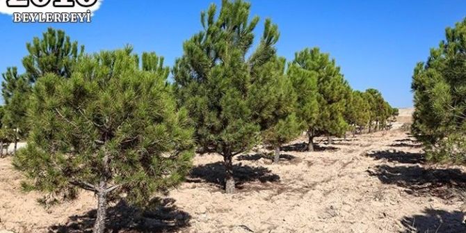 Şehitkamil’in Fidanları Ağaç Oldu