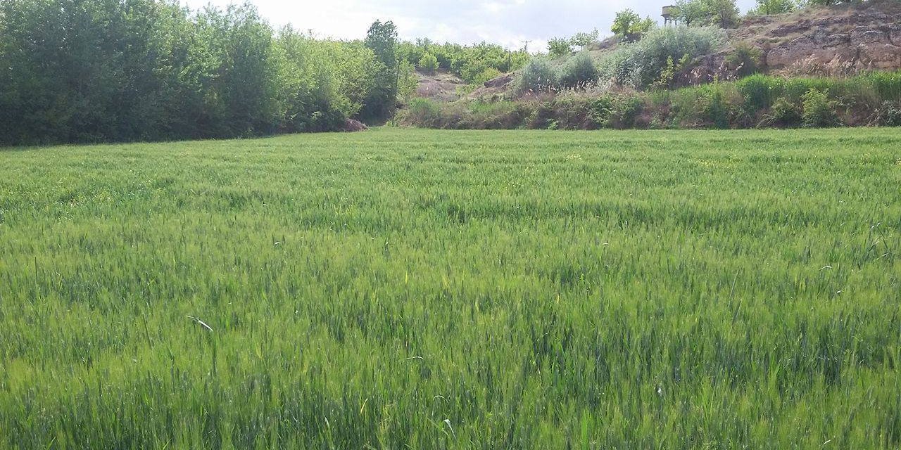 Battalgazi Alişar Köyü