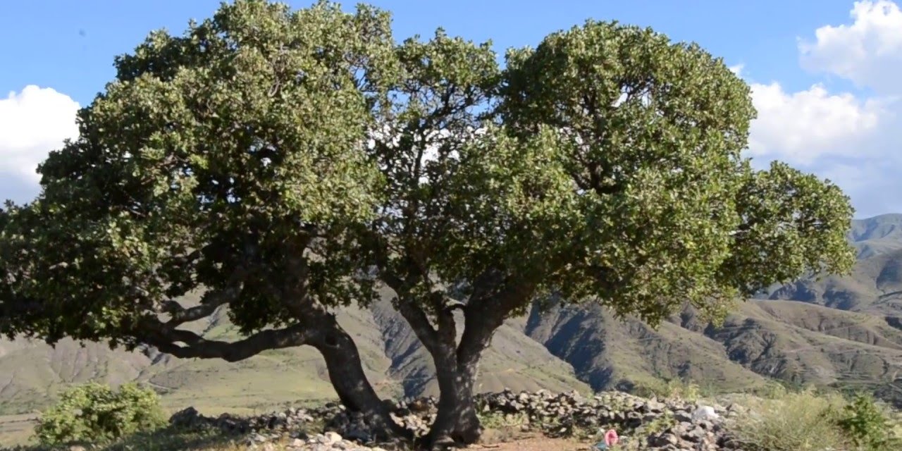 Battalgazi Erenli Köyü