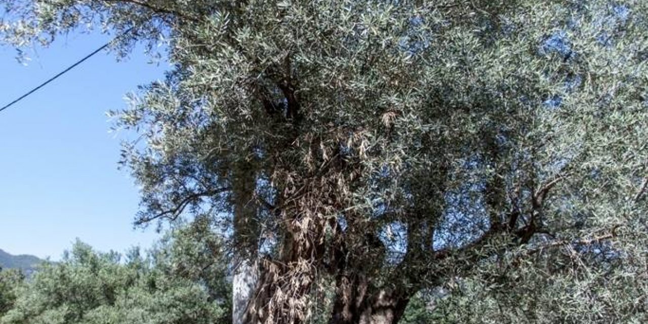 Develi Alpaslan Köyü