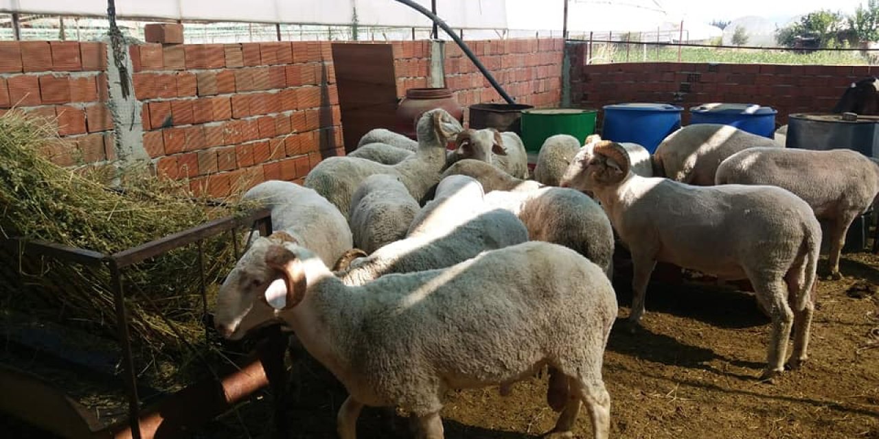 Develi Develi Camikebir Köyü