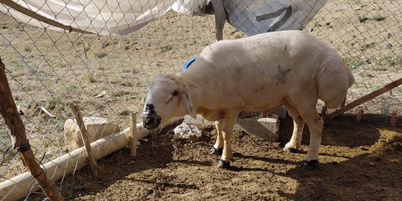 Develi Feneseaşağı Köyü