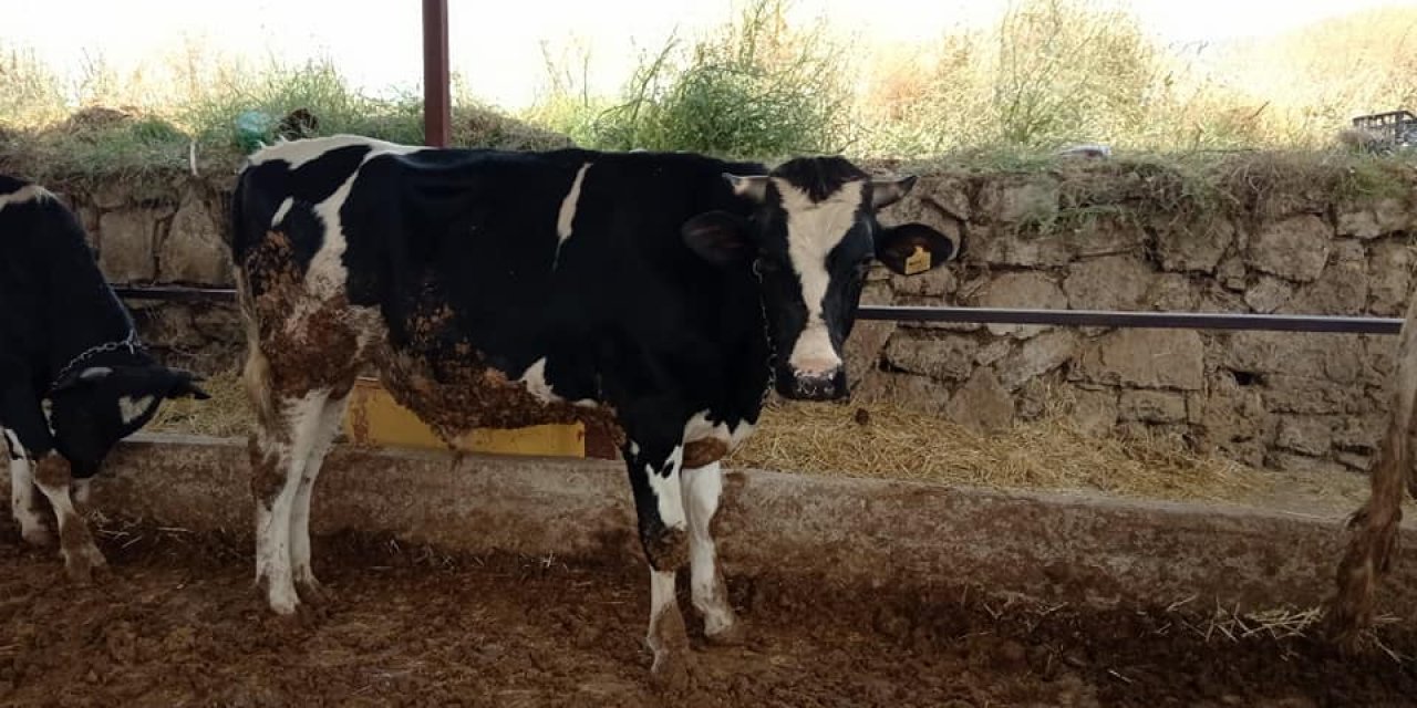 Develi Güneyaşağı Köyü